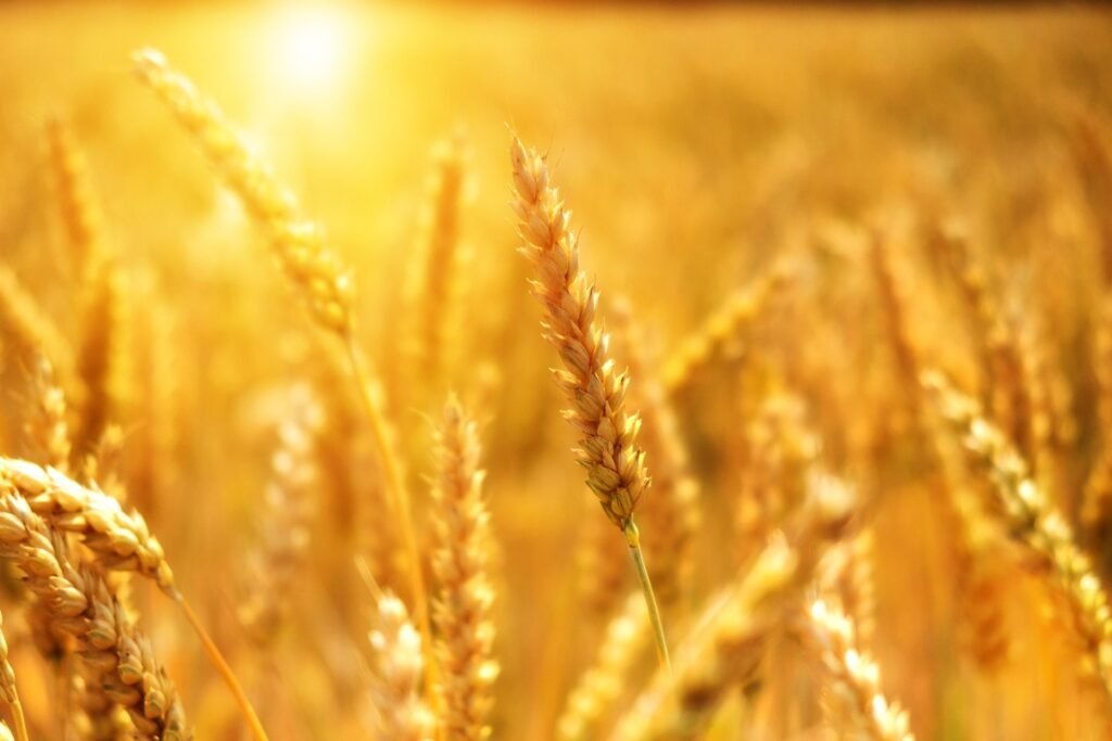 Dott. Cristiano Pedersini - Campo dorato illuminato dal sole, metafora di benessere e crescita personale