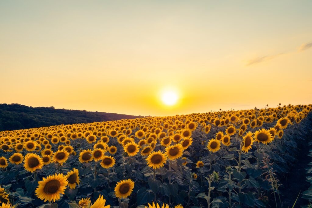 Dott. Cristiano Pedersini - Campo di girasoli al tramonto, metafora di rinnovamento e fiducia nel percorso terapeutico