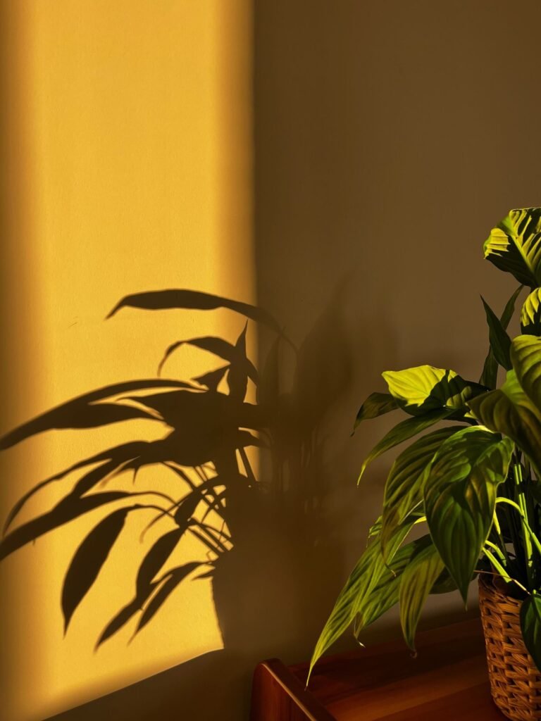 Pianta verde illuminata dalla luce calda del sole