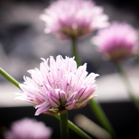 Dott. Cristiano Pedersini - Fiori rosa in fioritura, metafora di rinascita e benessere psicologico